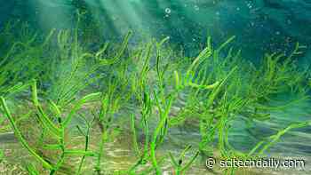 Remarkable Discovery of 1 Billion-Year-Old Green Seaweed Micro-Fossils in China