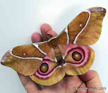 Deaf Moths Evolved Noise-Cancelling Scales to Evade Prey – More Efficient Than Current Sound Engineering Technology