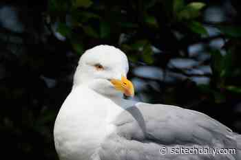 Seagulls Favor Food They’ve Seen People Holding