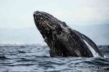 Cosmic Bursts of Radio Static From Solar Storms Could Scramble Whales’ Navigational Sense