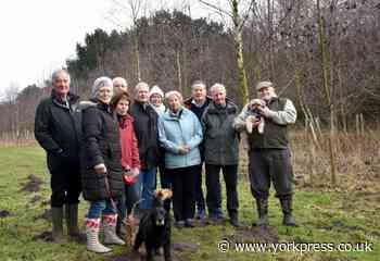 Public to have a say on plan to fell Queen's wood