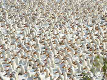 China may send 100,000 ducks to swallow locust plague     - CNET