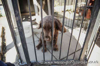 'Lucy's Law' to ban puppy and kitten farms comes into effect in April