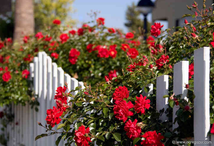 Here’s an inexpensive way to improve your rose bushes