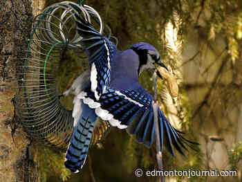 Edmonton weather: Oh yay it's warmer so all our problems are solved - Edmonton Journal