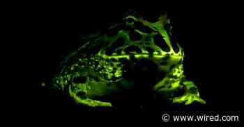 So, Amphibians Glow. Humans Just Couldn't See It—Until Now