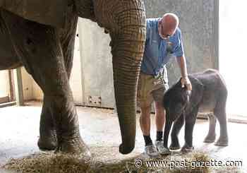 Pittsburgh Zoo sought to import 28 African elephants