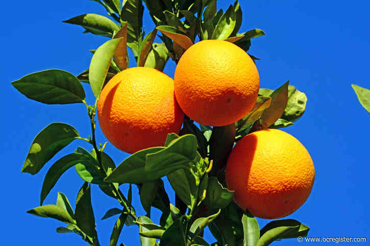 Master Gardener: Tips to grow better citrus
