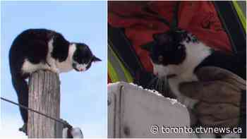 Small cat rescued from Toronto hydro pole amidst winter storm