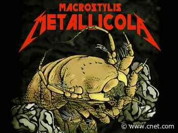 Metal-dwelling crustacean now a Metallica namesake     - CNET