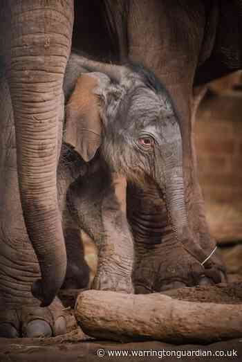 Amazing footage of rare Asian elephant being born at Chester Zoo