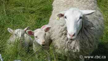 Sheep farmers join forces to bring lamb to the tables of Canadians