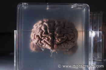 Scientists make artificial and biological neurons communicate over the internet