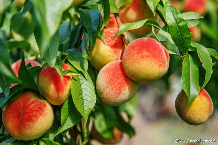 Gardening: What’s the secret of this ‘lucky’ peach tree?