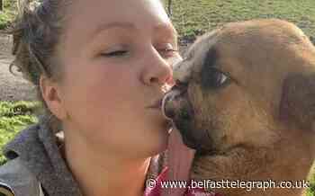 Rescue dog who lost nose after being abused finds new home in UK