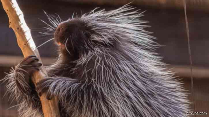 Arizona-Sonora Desert Museum mourns death of beloved porcupine, Quillbert
