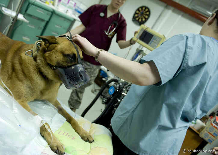 Canadian veterinarians struggling with mental health issues, new study suggests
