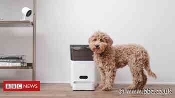 Pets 'go hungry' after smart feeder goes offline