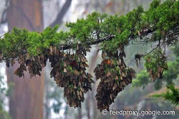 When the People Investigate: How Citizen Science has Transformed Research