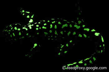 Glow-in-the-Dark Amphibians Are Way More Common Than Scientists Thought