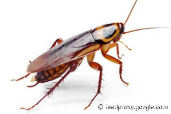 The Roach Replication Crisis