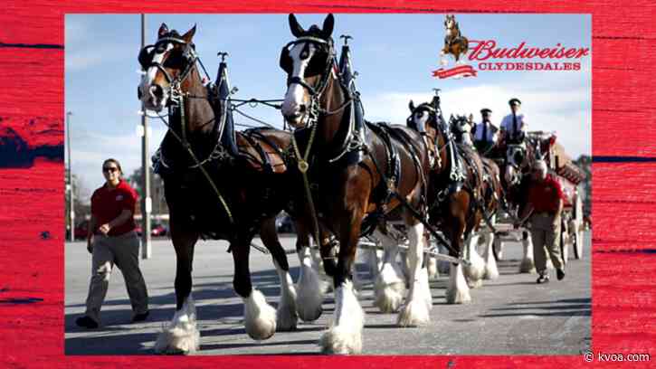 Budweiser Clydesdales making an appearance in Tucson this weekend