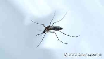 Murió de dengue una mujer de la provincia de Buenos Aires - Télam