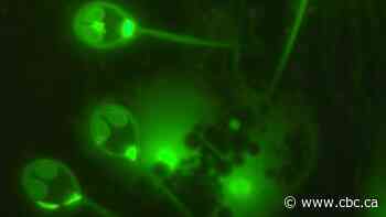 Scientists discover 1st animal that doesn't breathe oxygen