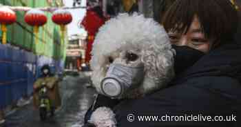 Dog in Hong Kong tests positive for low level coronavirus