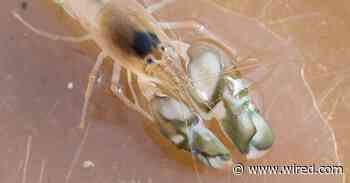The Sea Is Getting Warmer. Will the Shrimp Get Louder?