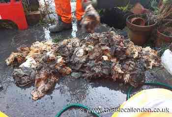 This huge blockage caused raw sewage to spill out into a Wimbledon home
