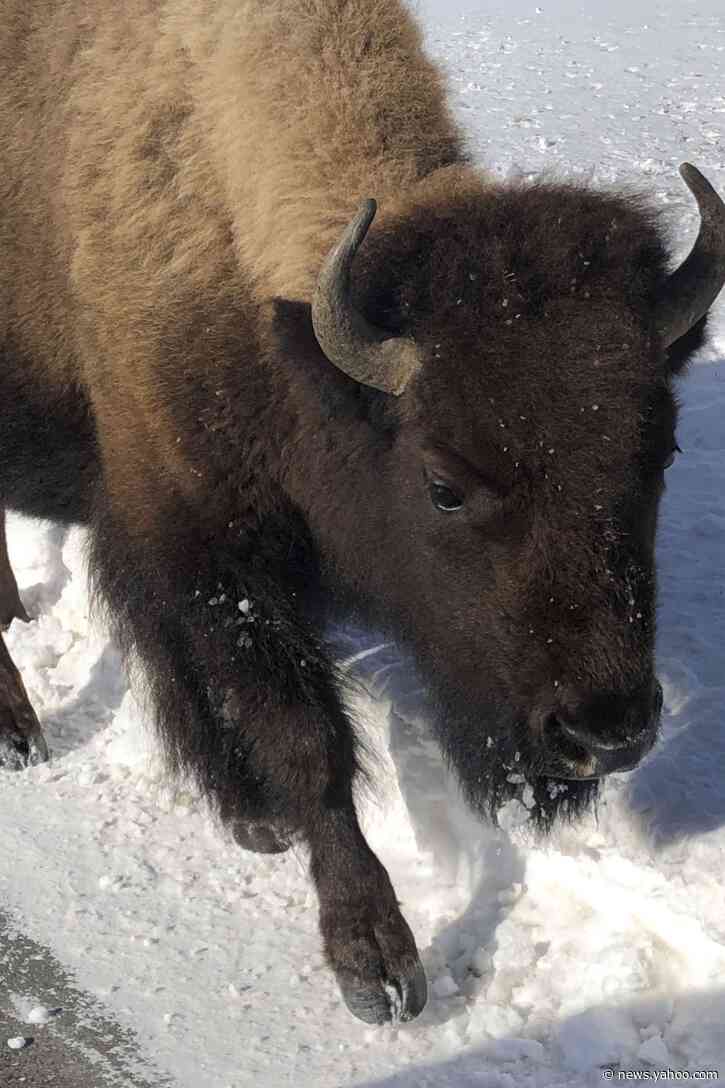 Yellowstone bison entering Montana face slaughter, hunters