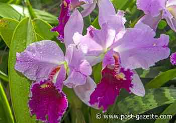 Orchids bloom at both Phipps and the Orchid Society show