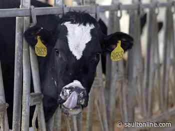 Tories call on government to compensate dairy farmers ‘left behind’ in new NAFTA