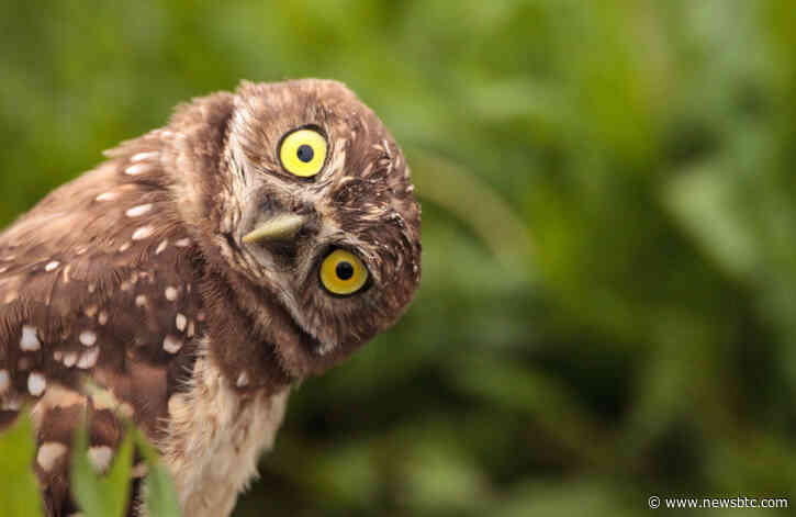 Ripple’s XRP Risks Plunge after Making a Weird Golden Cross