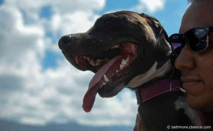 Officials Issue Severe Weather Animal Alert As Temps Expected To Drop Overnight