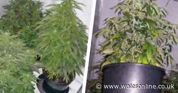 Mum who lived 'crime free life' caught with cannabis factory in her attic