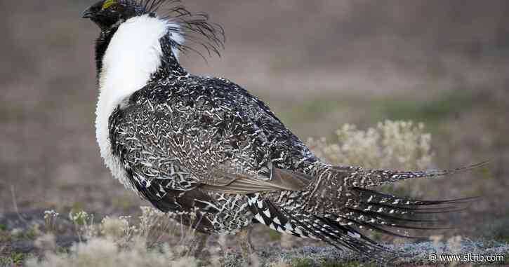 A judge reinstates environmental review and public comments for public land energy leases