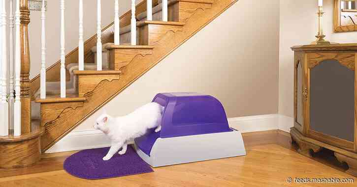 Are automatic litter boxes extra? Yes. Are they worth it? Yes.