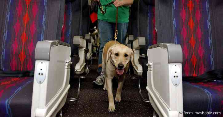 A complete guide to airline policy on emotional support animals