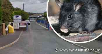 Rats problem forces Llanelli primary school to close