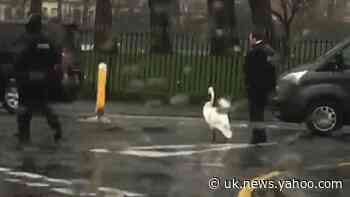 Swan given police escort back to Belfast pond