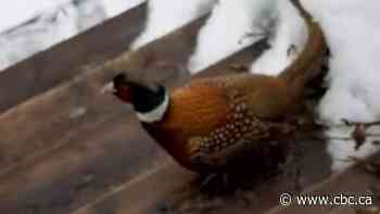 Ring-necked pheasant takes Cape Breton mail carrier under his wing