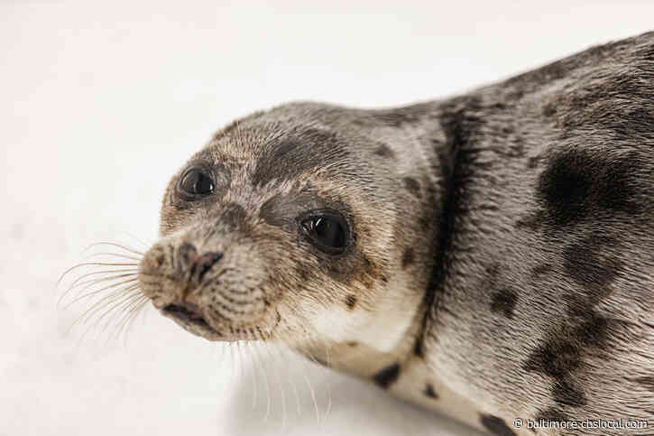Rescued Harp Seal ‘Amelia Bedelia’ Being Treated At National Aquarium