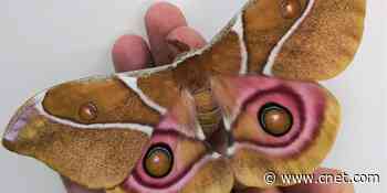 Deaf moths hide from hungry bats through acoustic camouflage     - CNET
