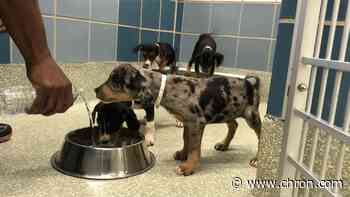 Houston SPCA seeking water donations for rescue pets following city-wide water boil order