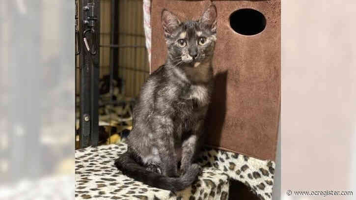 Tortie cat Willow will take all the belly rubs you’ll give her