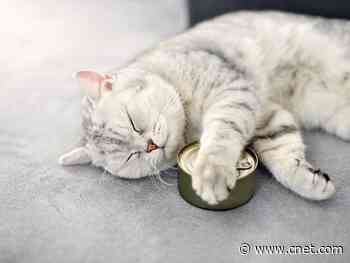 Mystery ingredients in cat food manage to throw off a scientific study     - CNET
