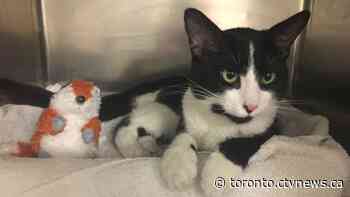 Search continues for owner of small cat rescued from Toronto hydro pole