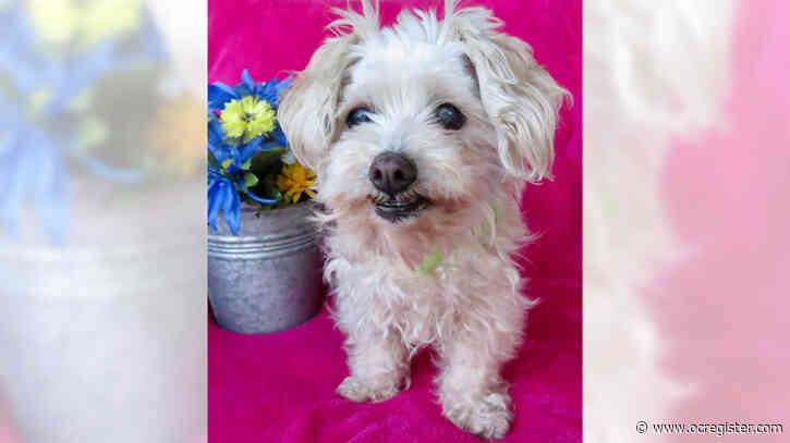 Maltese mix Button is cute as – well – a button